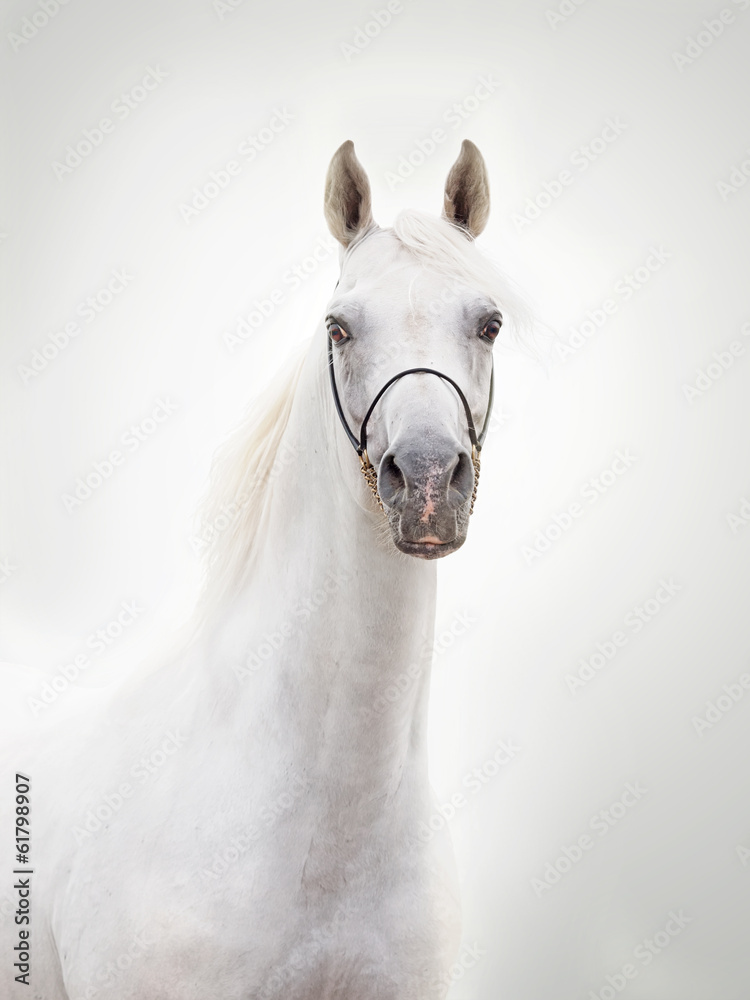 portrait of white beautiful arabian stallion portrait of white beautiful arabian stallion