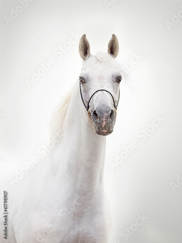 portrait of white beautiful arabian stallion