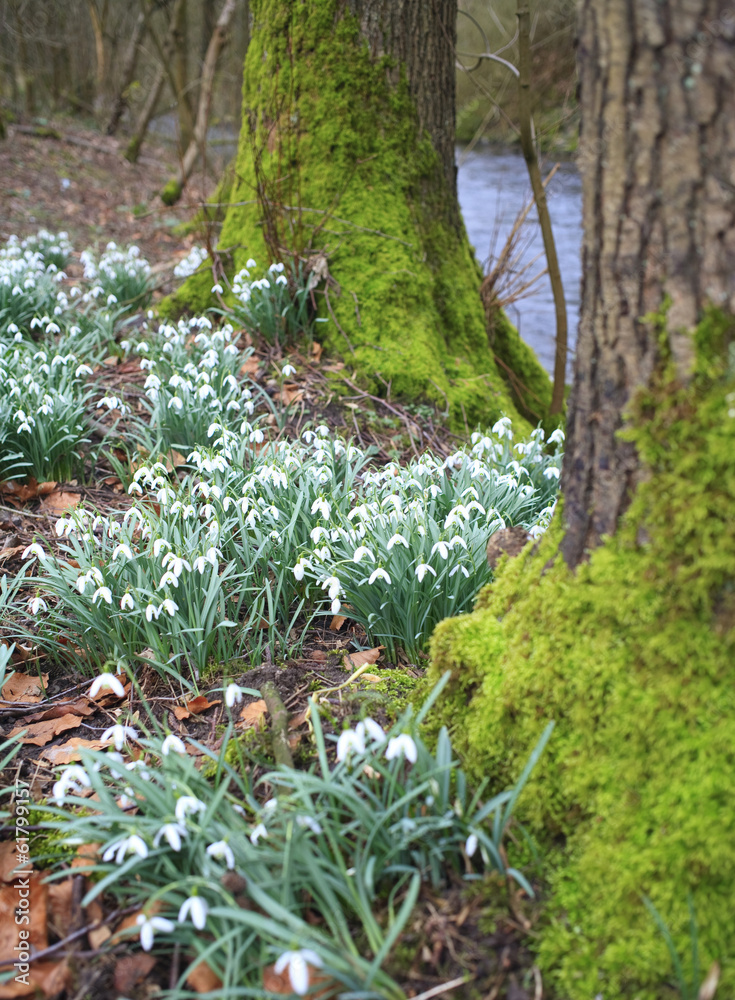 snowdrop flowers in the wood, selective focus