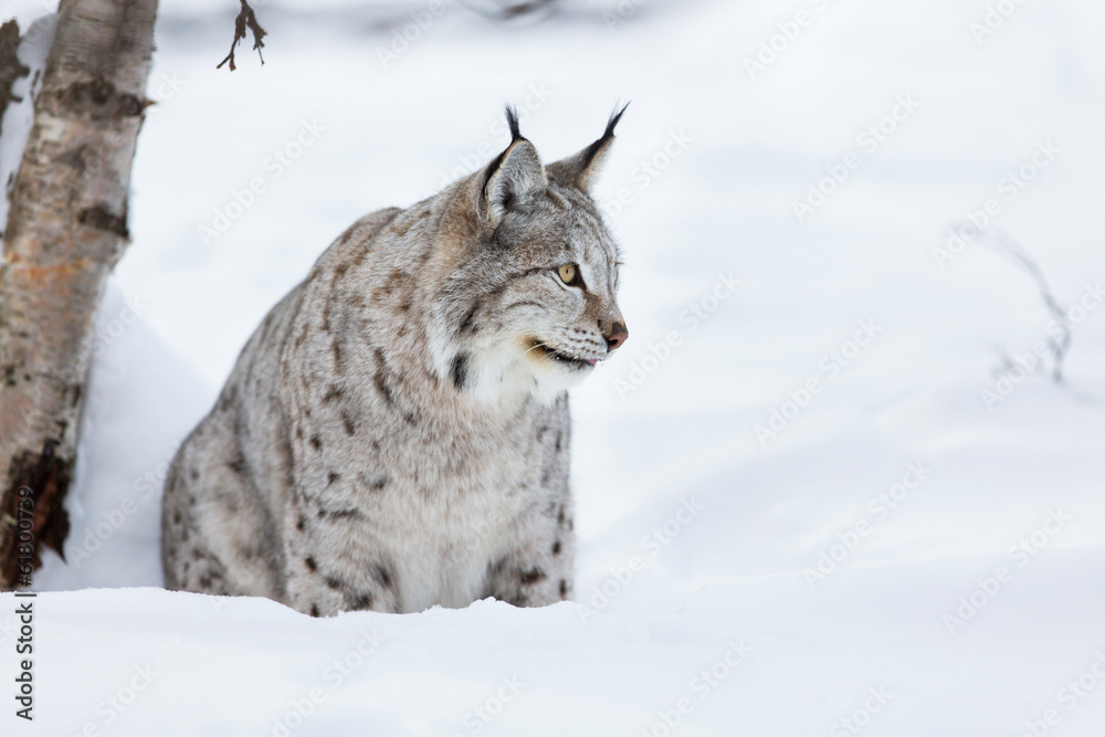 Lynx sitting in the snow Lynx sitting in the snow