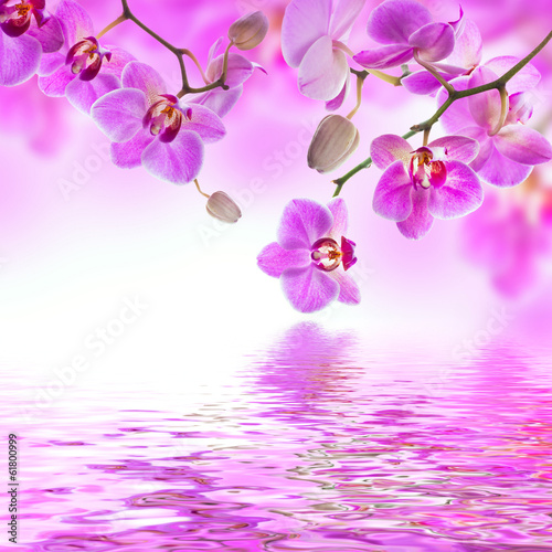 Fototapeta Naklejka Na Ścianę i Meble -  Floral background of tropical orchids