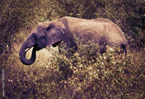 Photography Elephants