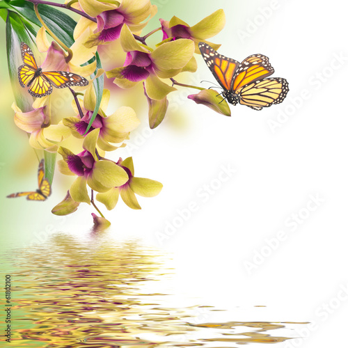 Fototapeta Naklejka Na Ścianę i Meble -  Floral background of tropical orchids and  butterfly