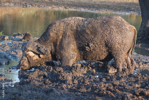 bufalo africano mammiffero ruminante erbivoro nel fango photo