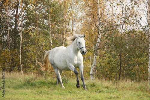 White horse galloping free in autumn