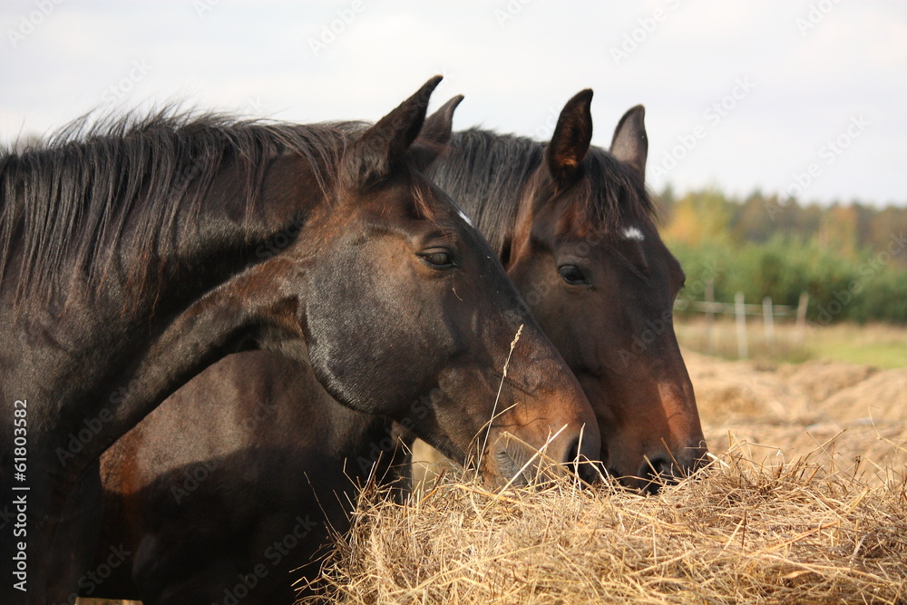 Fototapeta premium Brown horses eating yellow hay