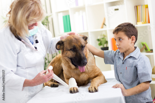 Fototapeta Naklejka Na Ścianę i Meble -   German Shepherd Dog getting bandage after injury on his leg by