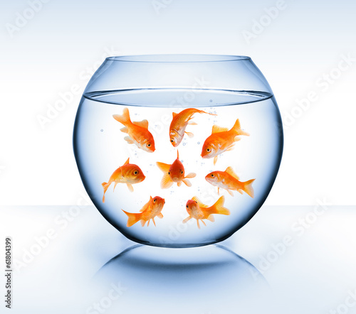 goldfish - diversity concept, bullying and isolation