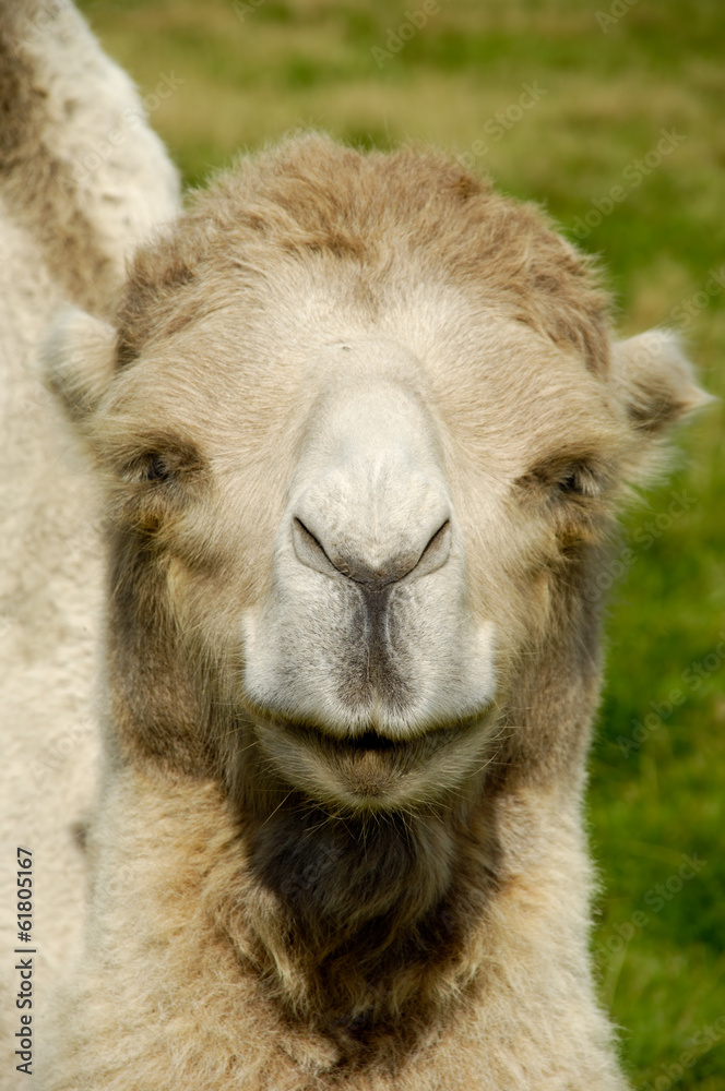 Obraz premium Camel face