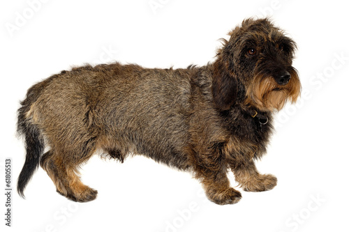 Dachshund dog on white background photo
