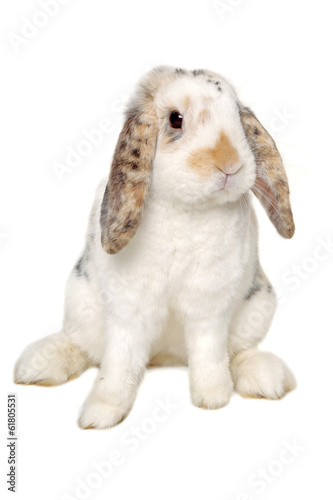 Rabbit sitting