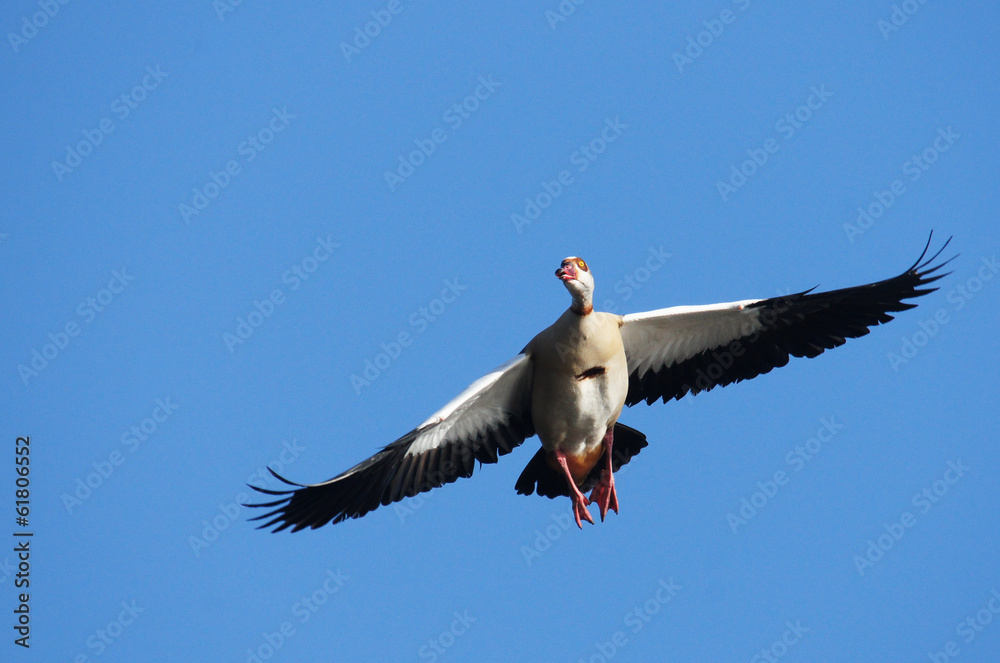 Obraz premium Egyptian Goose