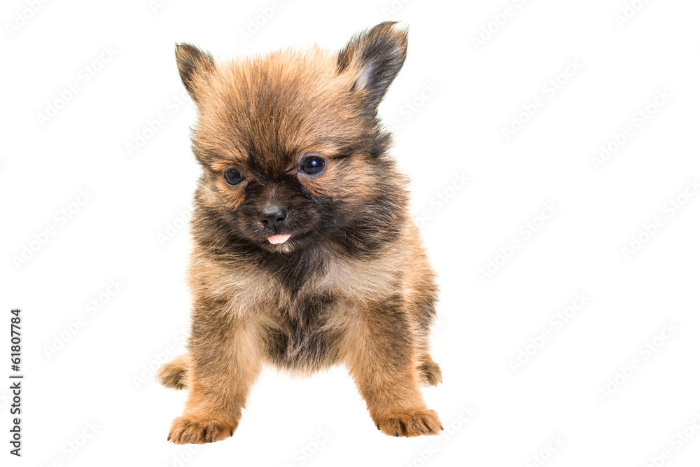Obraz premium Chihuahua puppy