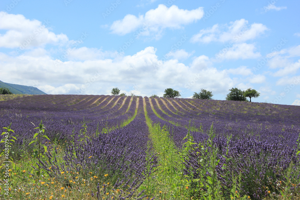 Fototapeta premium Lavender fields near Sault, France