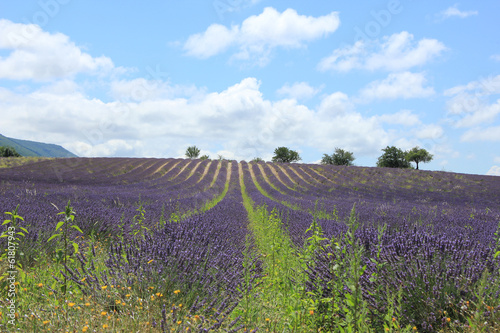 Lavender fields near Sault  France