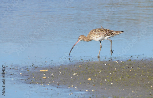 curlew searching prey in the marsh