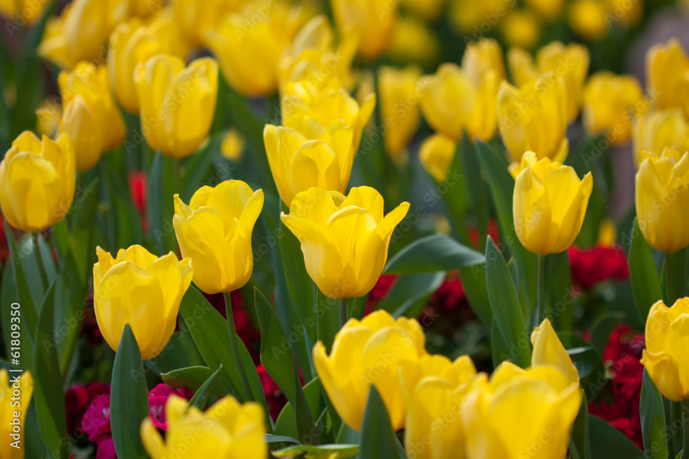 close up tulips flowers, beautiful flowers in the garden. close up tulips flowers, beautiful flowers in the garden.