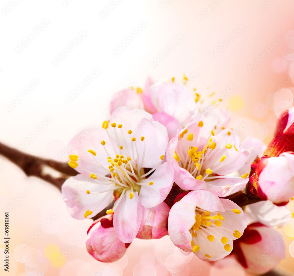 Spring Blossom. Apricot Flowers Border Art Design - obrazy, fototapety, plakaty 