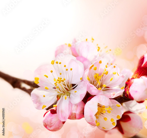 Spring Blossom. Apricot Flowers Border Art Design