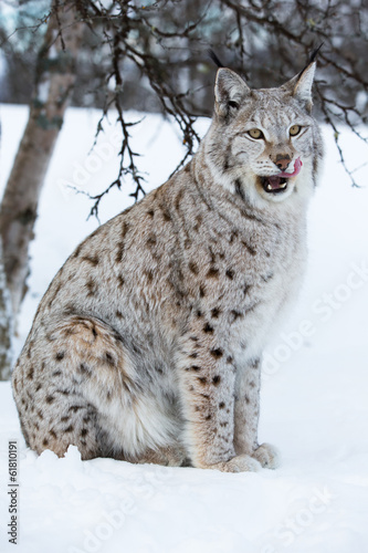 Lynx licking lips after a meal