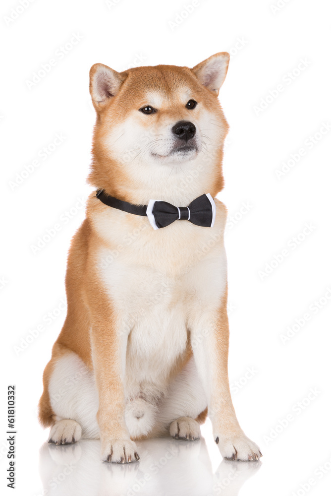 shiba inu dog in a bow tie