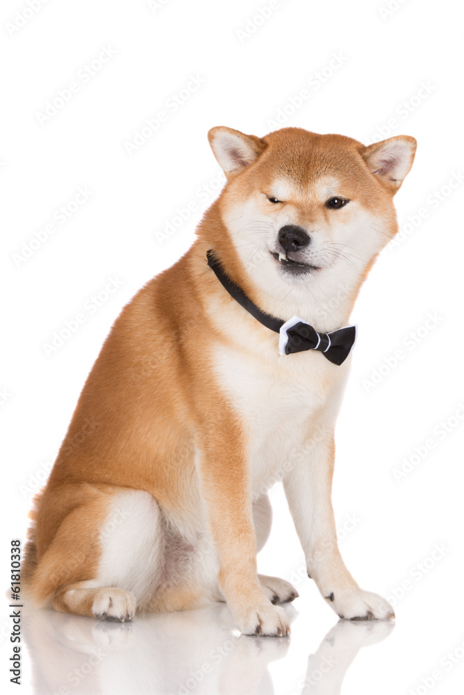 funny dog in a bow tie funny dog in a bow tie