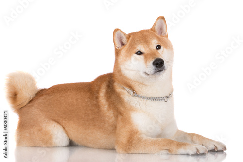 Valokuvatapetti shiba inu dog