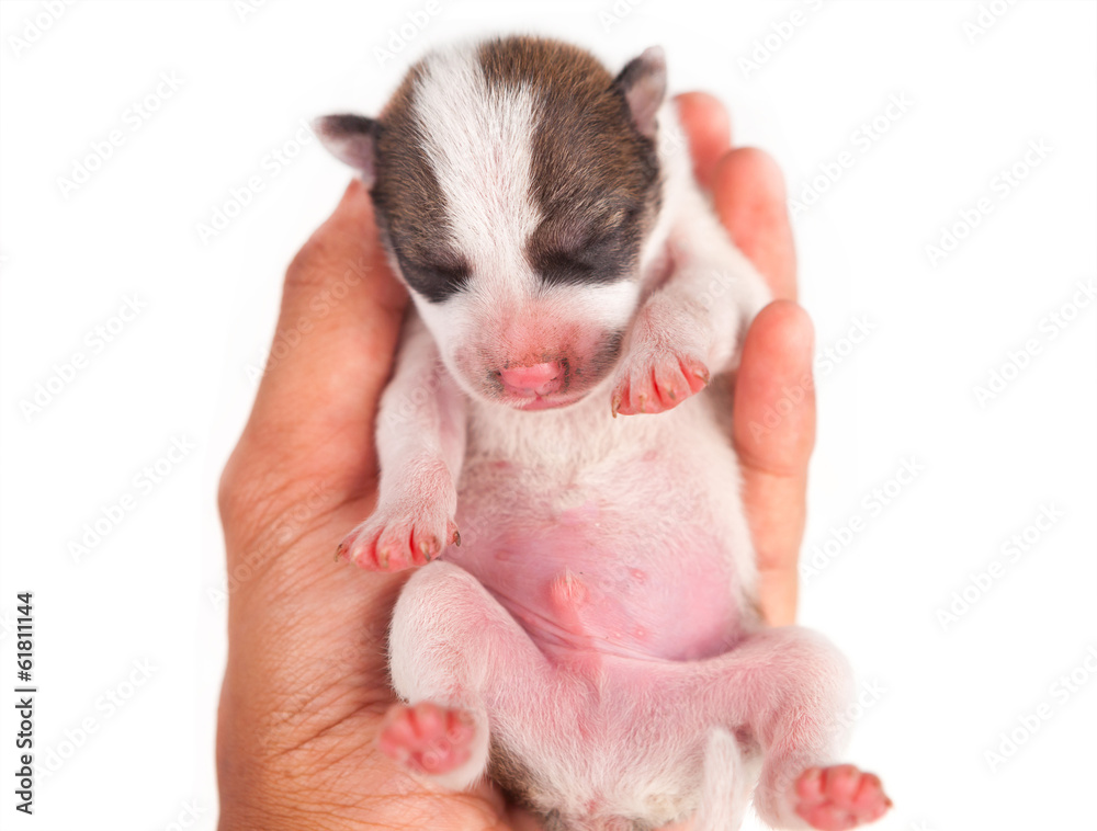 Fototapeta premium Puppy Dog