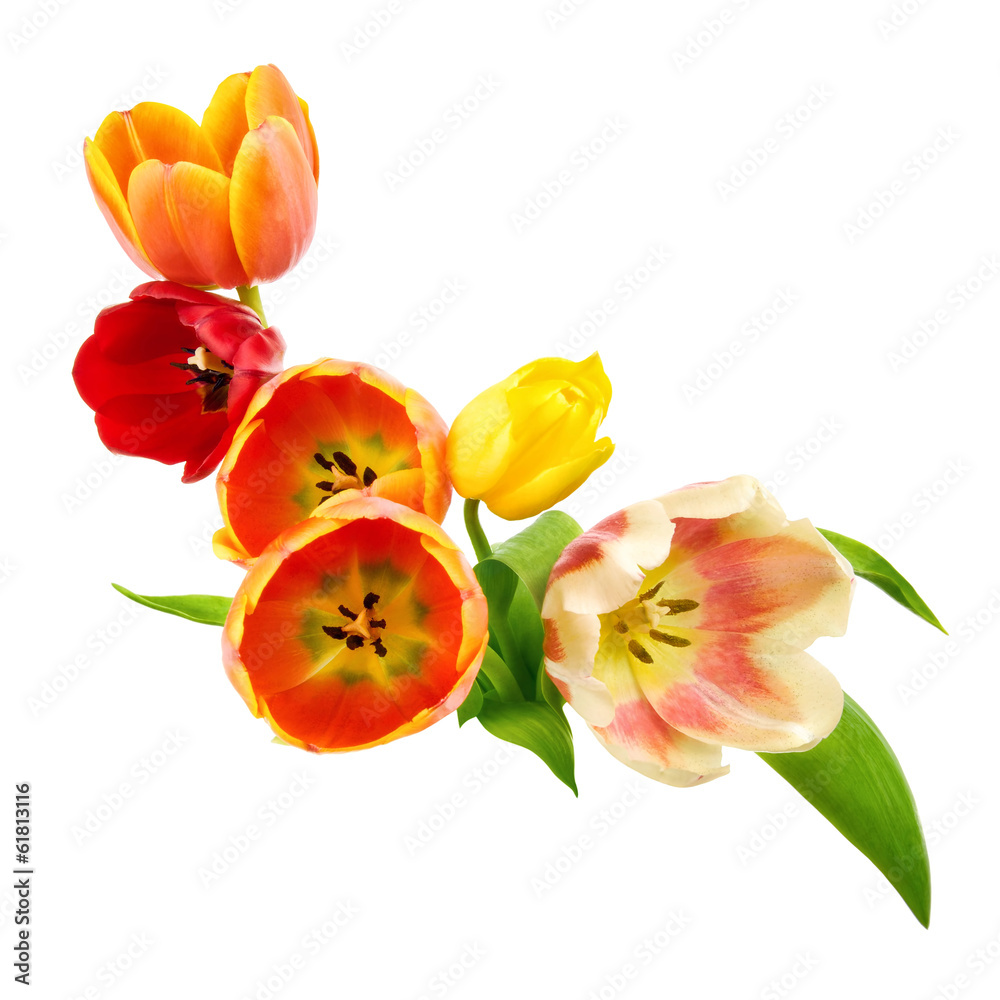 Fototapeta premium Verzierung aus Tulpen