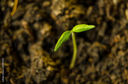 Small green plant