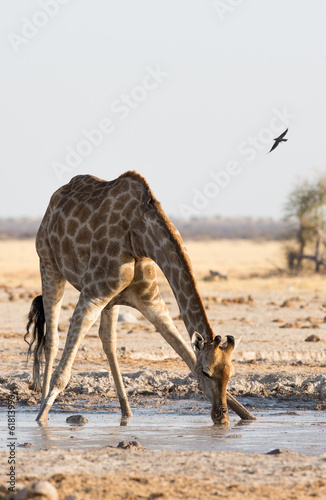 Giraffe drinking water at Nxai Pan NP photo