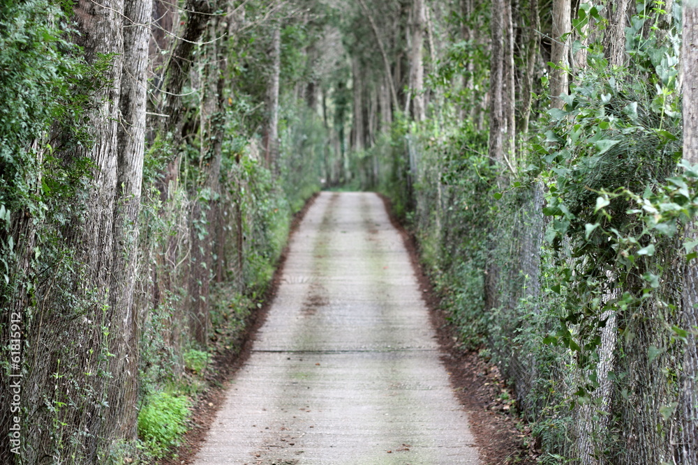 tree lined road tree lined road