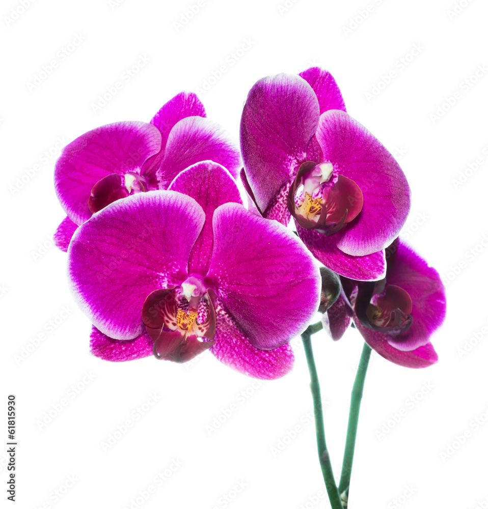 beautiful lilac orchid with bandlet is isolated on white backgro beautiful lilac orchid with bandlet is isolated on white backgro