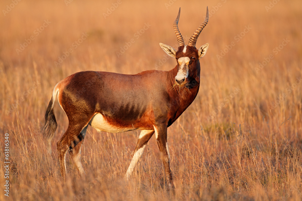 Fototapeta premium Blesbok antelope
