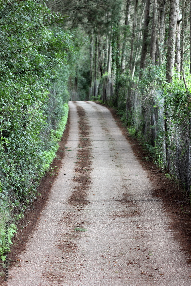 tree lined road