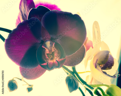 Fototapeta Naklejka Na Ścianę i Meble -  Fantastic deep purple of flowers orchid, phalaenosis closeup