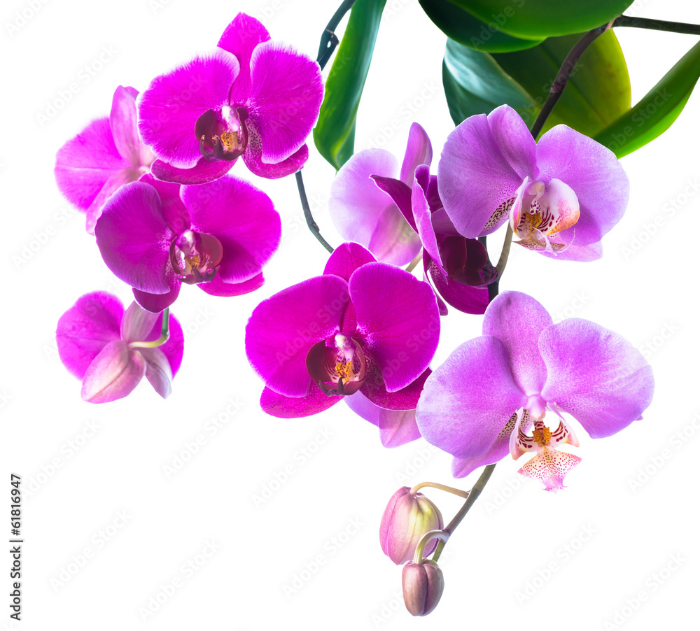 Fototapeta premium Kwitnąca fioletowa i miękka orchidea bzu jest izolowana na białym tle