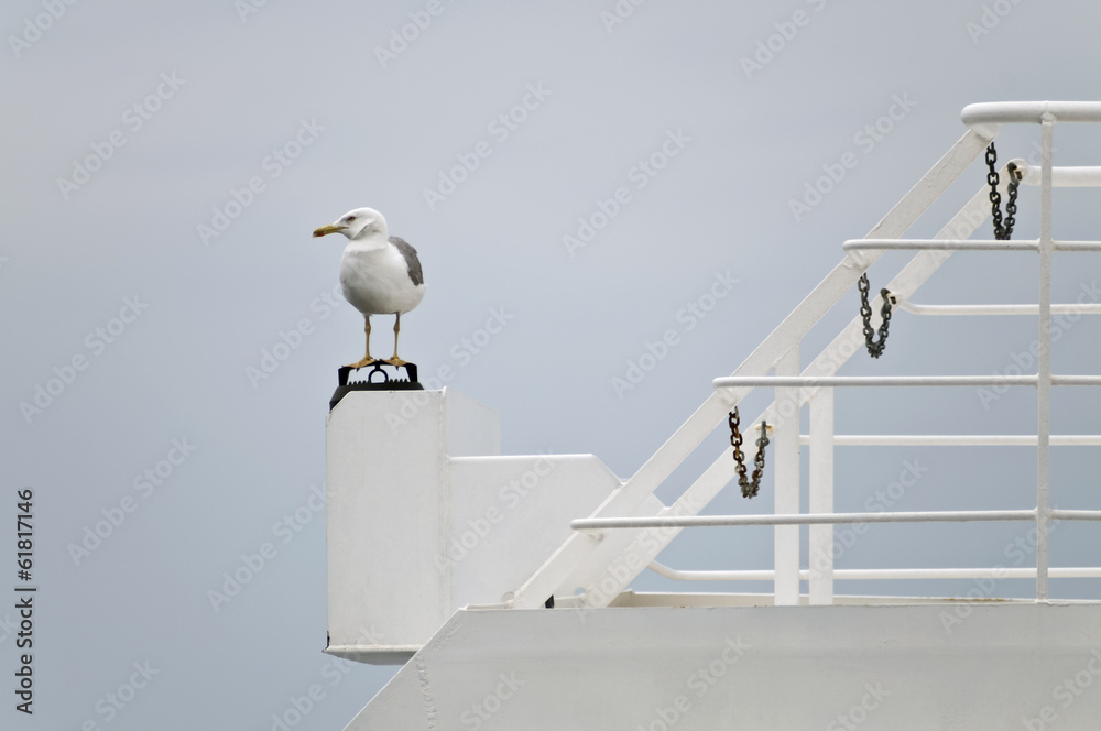 Seagull resting
