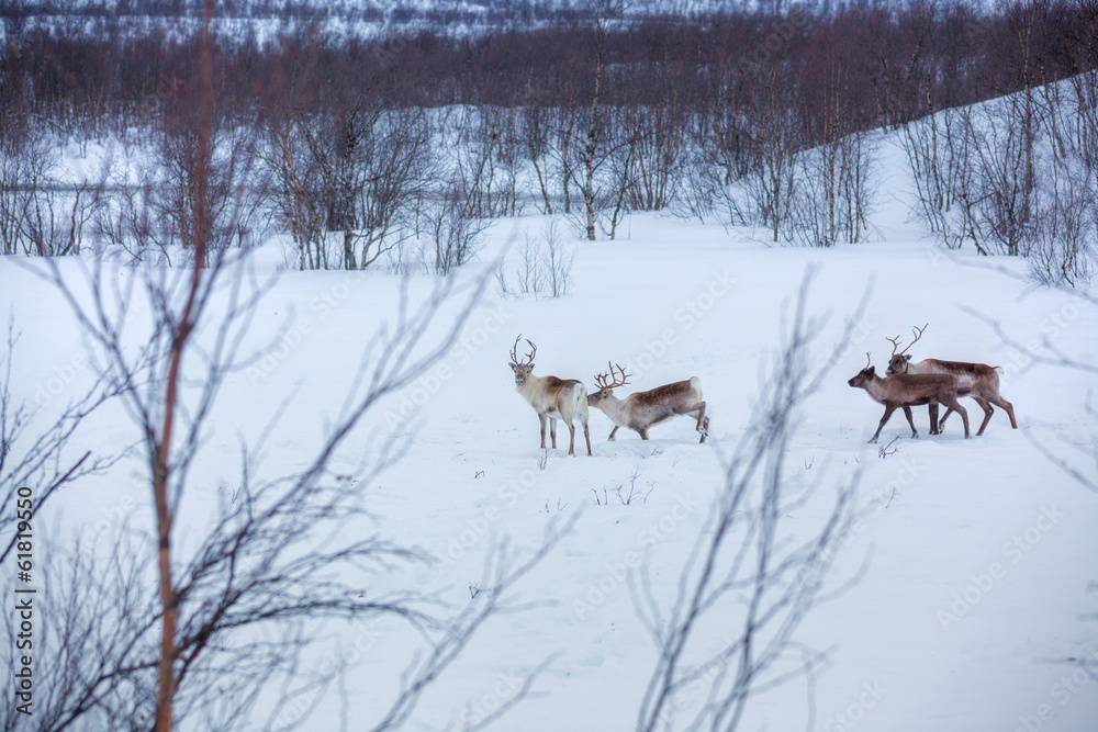 Reindeer. Reindeer.