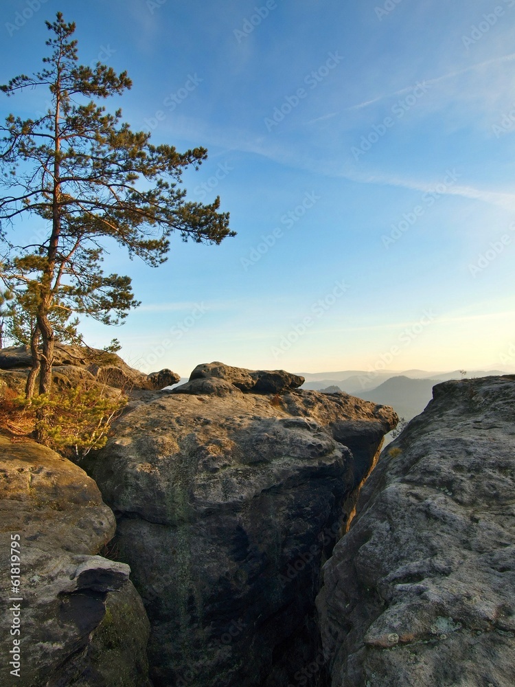 Pine tree on the rocky viewpoint above misty valley. Pine tree on the rocky viewpoint above misty valley.