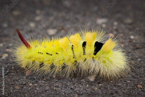Pale Tussock Moth caterpillar