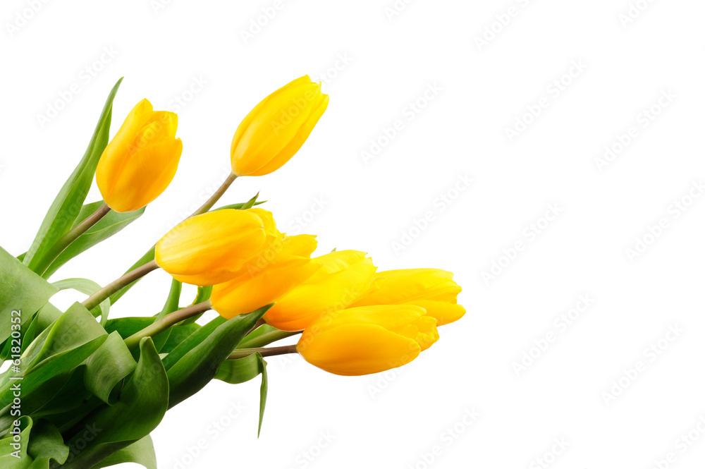 Beautiful bouquet of yellow tulips on a white background Beautiful bouquet of yellow tulips on a white background