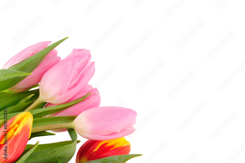 Beautiful bouquet of tulips on a white background Beautiful bouquet of tulips on a white background