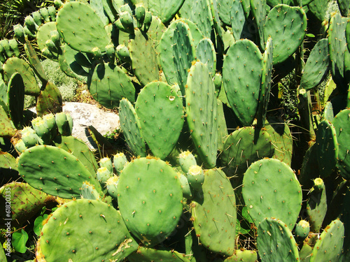 Photo of exotic cactus