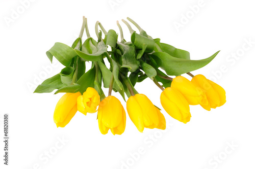 Beautiful bouquet of yellow tulips on a white background