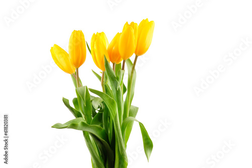 Beautiful bouquet of yellow tulips on a white background