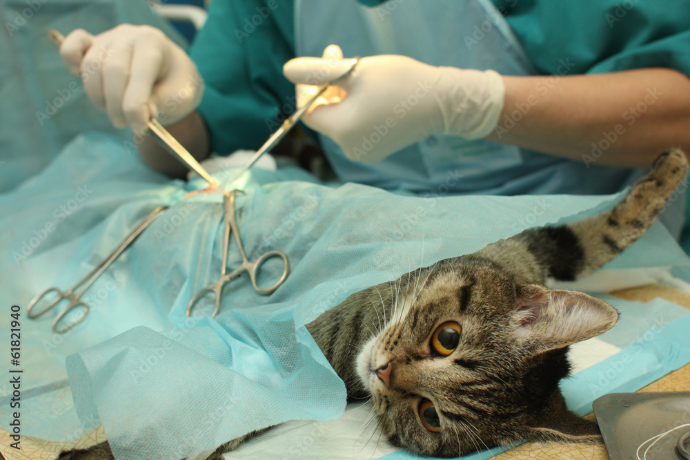 Veterinarian's office, during surgical operation of cat.