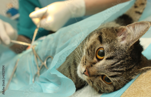 Veterinarian's office, surgical operation of cat. photo