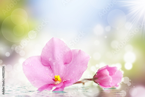 Spring background with pink flower and colorful lights