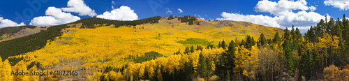 Fall Aspen Forest Panoramic Landscape #61822165